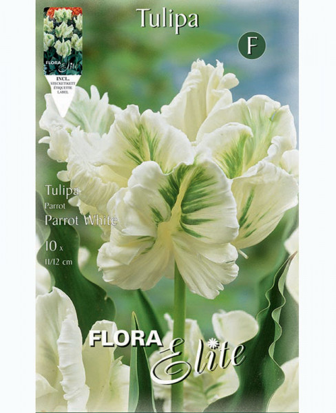 Papagei-Tulpe 'Parrot White' (Art.Nr. 5955670)