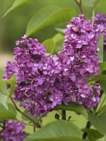 Syringa vulgaris 'Charles Joly', Edel-Flieder