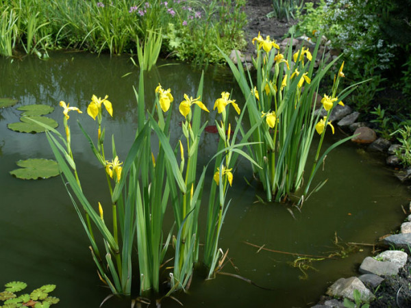 Iris pseudacorus, Wasserschwertlilie