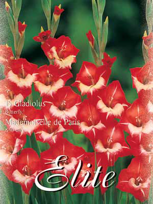 Schmetterlings-Gladiole &#039;Mademoiselle de Paris&#039;, Gladiolus (Art.Nr. 521354)