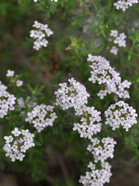 Grüner Zitronenthymian, Thymus citriodorus