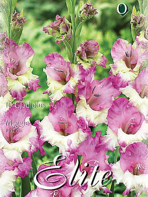 Schmetterlings-Gladiole &#039;Maggie&#039;, Gladiolus (Art.Nr. 521352)