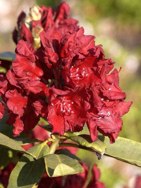Rhododendron &#039;Erato&#039;