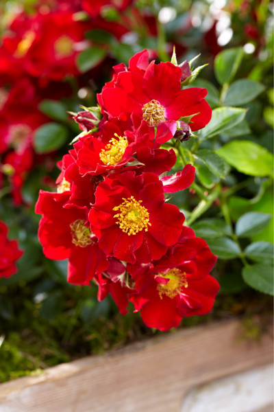 Bodendeckerrose &#039;Bienenweide-Rot&#039; ® - Tantau