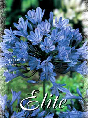 Schmucklilie &#039;Blue&#039;, Agapanthus umbellatum (Art.Nr. 520710)