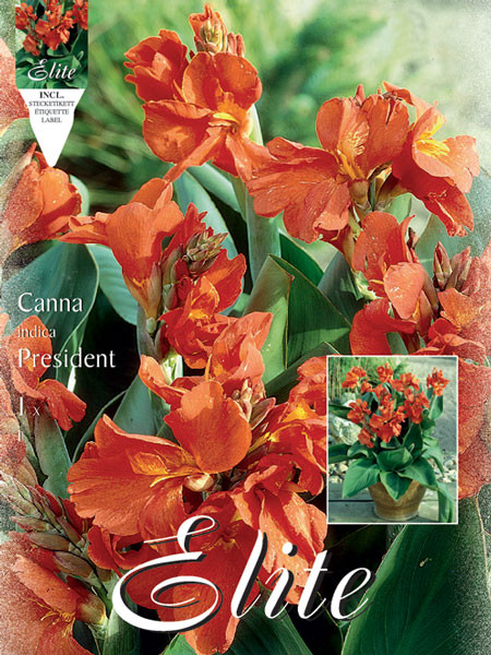 Canna &#039;Pink President&#039;, Canna indica (Art.Nr. 520965)