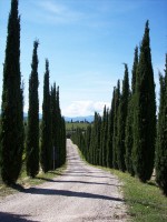 Cupressus sempervirens 'Totem', Toscana-Zypresse