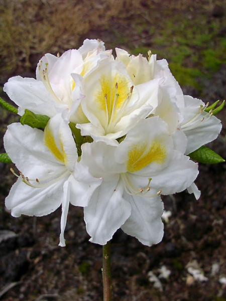 Rhododendron luteum &#039;Persil&#039;, sommergrüne japanische Gartenazalee