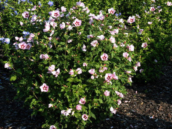 Roseneibisch Hamabo in voller Blüte