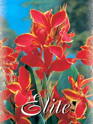 Zwerg-Canna &#039;Lucifer&#039;, Canna indica (Art.Nr. 521014)