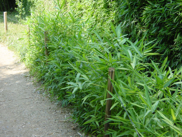 Gestreifter Zwergbambus Hecke