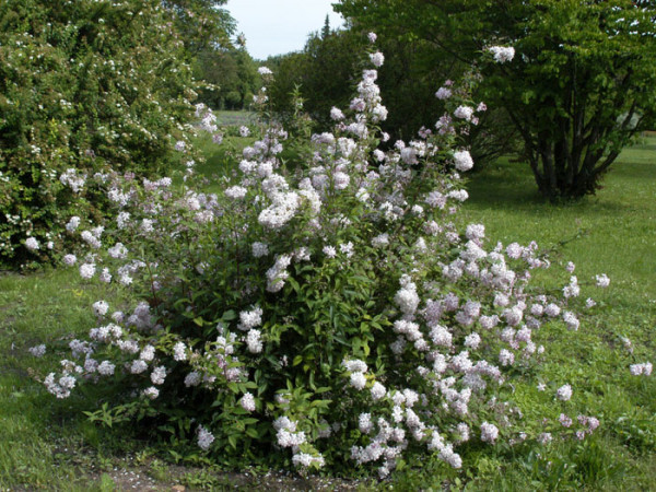 Die Rosen-Deutzie als Solitärstrauch