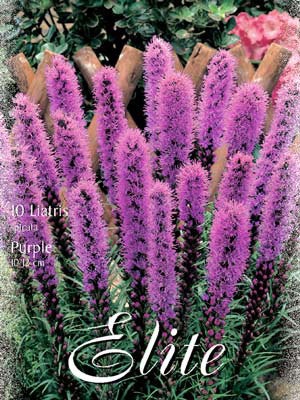 Prachtscharte &#039;Purple&#039;, Liatris spicata (Art.Nr. 521640)