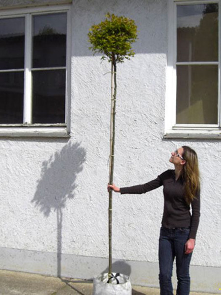 Quercus palustris &#039;Green Dwarf&#039;, Kugel-Sumpfeiche - Hochstamm