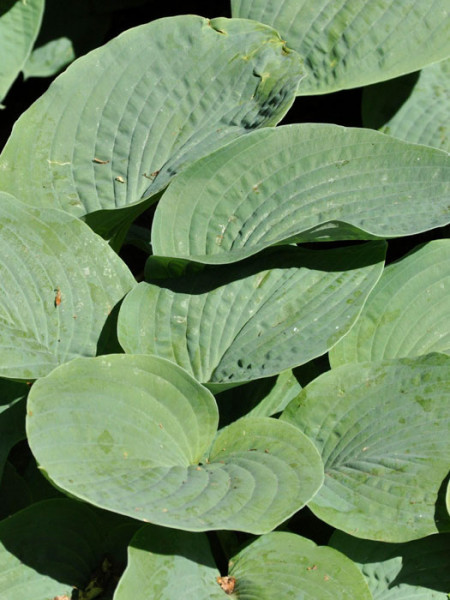 Hosta sieboldiana &#039;Big Daddy&#039;, Blaublatt-Funkie, Herzblatt-Lilie