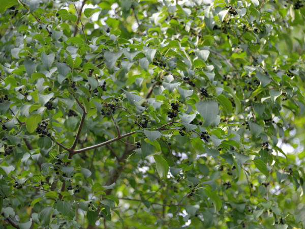 Prunus mahaleb, Steinweichsel