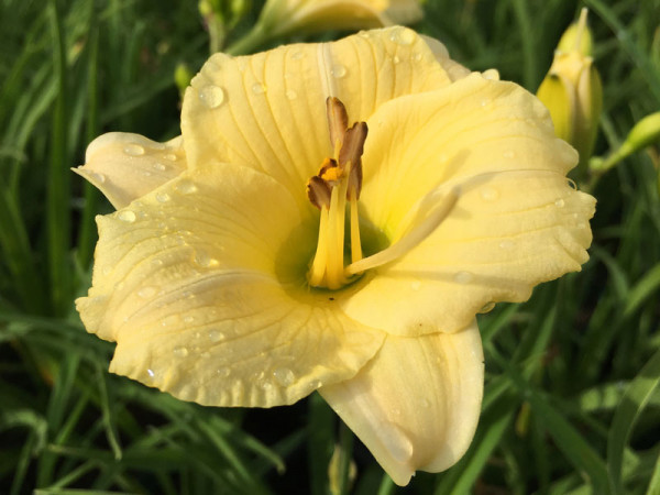 Hemerocallis Hybride 'Longfield's Pearl', Taglilie