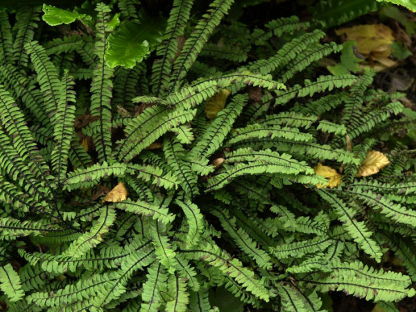 Adiantum pedatum &#039;Imbricatum&#039;, Kleiner Frauenhaarfarn, Venushaarfarn, Pfauenradfarn