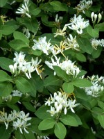 Lonicera xylosteum, Gewöhnliche Heckenkirsche