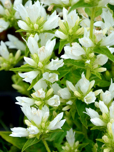 Campanula glomerata &#039;Alba&#039;, Knäuelglockenblume, Gartenglockenblume