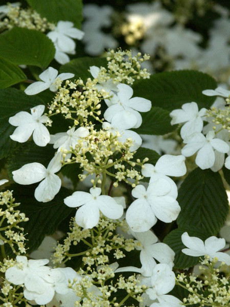 Japanischer Schneeball Blüte