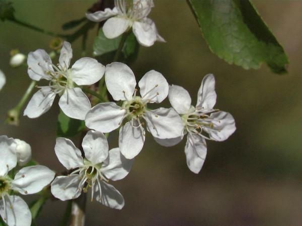 Prunus mahaleb, Steinweichsel