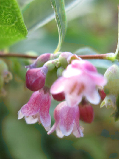 Schneebeere Blüte