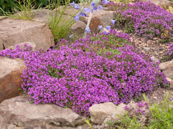 Thymus serpyllum &#039;Coccineus&#039; (M), Roter Sandthymian, Teppich-Thymian