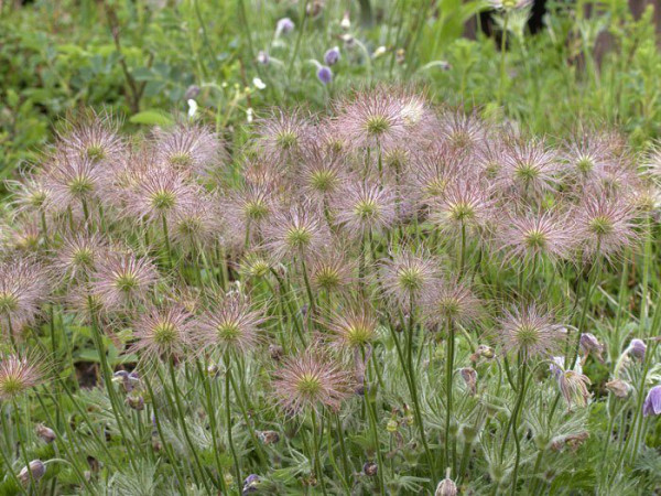 Pulsatilla vulgaris (M), Küchenschelle