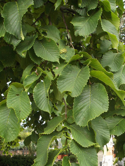 Ulmus glabra &#039;Pendula&#039;, Hängeulme - Hochstamm