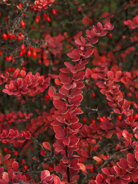 Herbstfärbung Berberis thunbergii