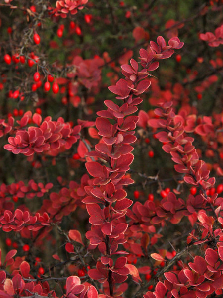Herbstfärbung Berberis thunbergii
