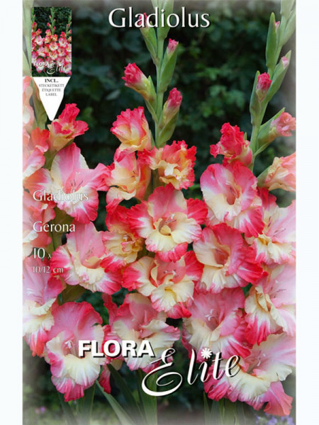 Großblumige Gladiole &#039;Gerona&#039;, Gladiolus (Art.Nr. 5212606)
