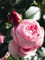 Rose Giardina ® - Tantau