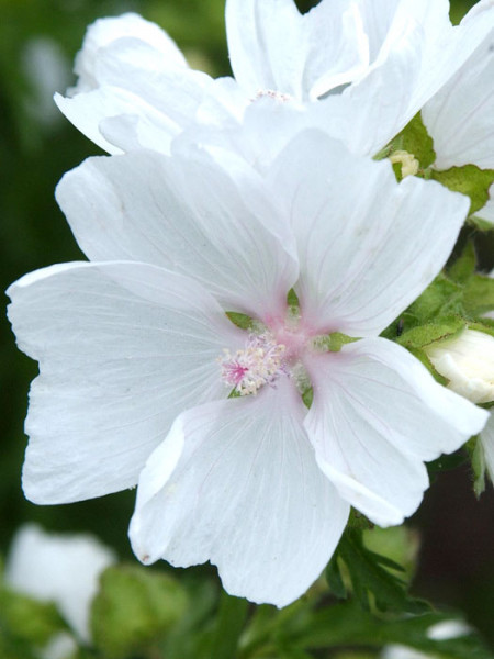 Malva moschata &#039;Alba&#039;, Weiße Moschus-Malve