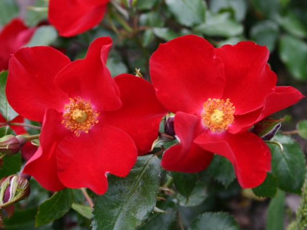 Rose Apache Pflanze