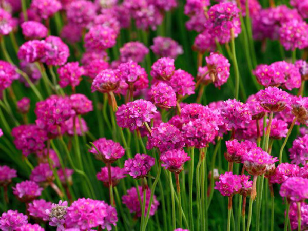 Armeria maritima &#039;Splendens&#039; (M), Grasnelke, Strandgrasnelke