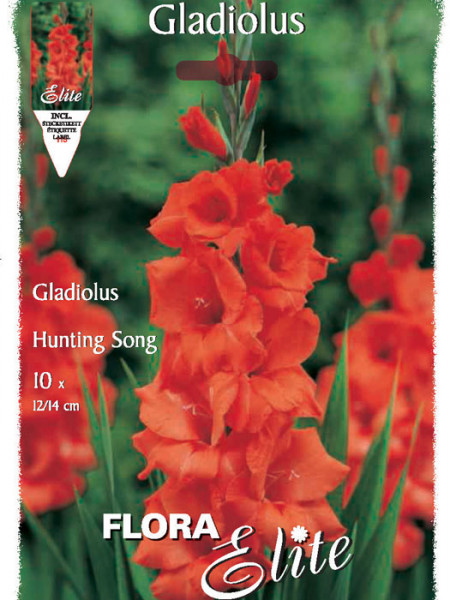 Großblumige Gladiole &#039;Hunting Song&#039;, Gladiolus (Art.Nr. 521264)