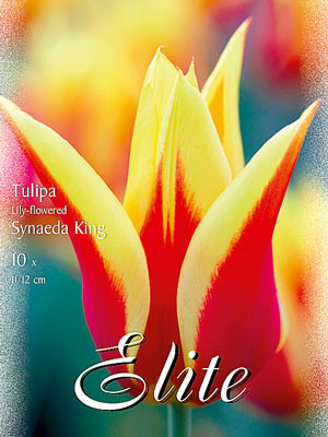 Lilienblütige Tulpe 'Synaeda King' (Art.Nr. 595477)