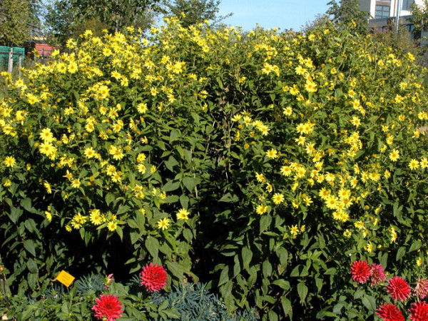 Helianthus microcephalus &#039;Lemon Queen&#039;, Kleinkopfige Sonnenblume