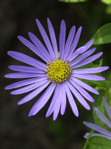 Aster amellus &#039;Rudolf Goethe&#039;, Bergaster, Amellusaster