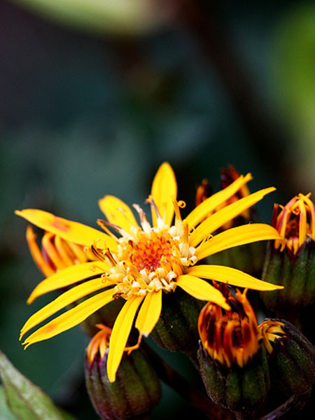 Ligularia stenocephala 'Osiris Fantasie', Japanischer Goldkolben, Kerzen-Goldkolben, Kreuzkraut