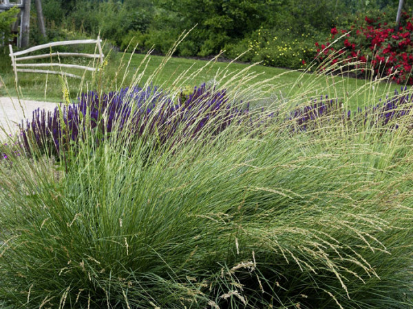 Festuca mairei, Atlas-Schwingel