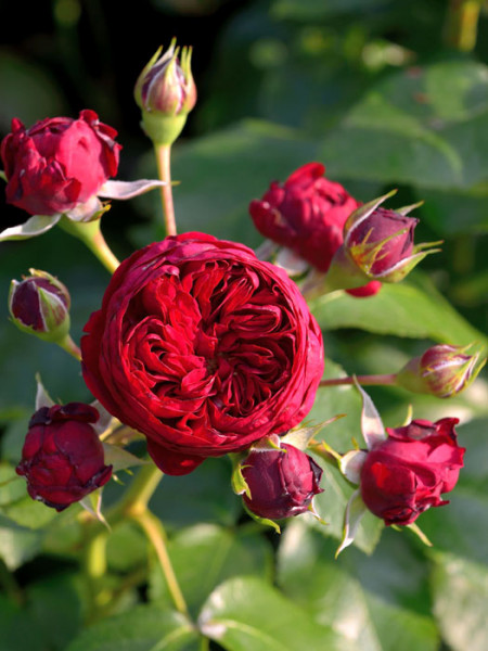 Blüte der Rose Rotkäppchen