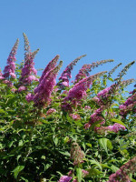 Buddleja davidii 'Pink Delight', Sommerflieder