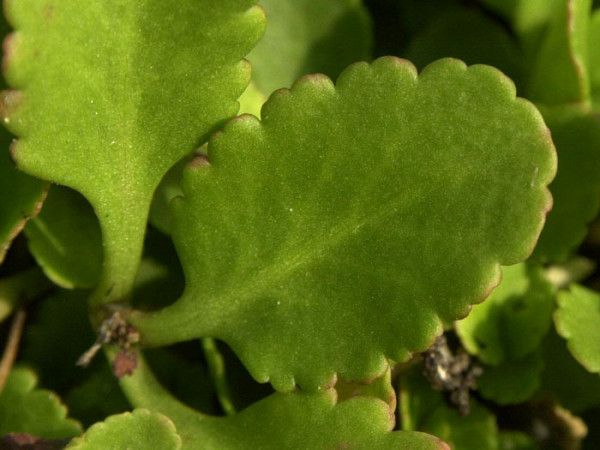 Chiastophyllum oppositifolium, Goldtröpfchen, Walddickblatt