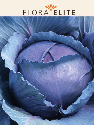 Rotkohl 'Roodkop' (Art.Nr. 21195)