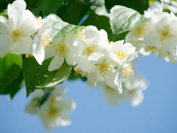 Bauernjasmin Blüte