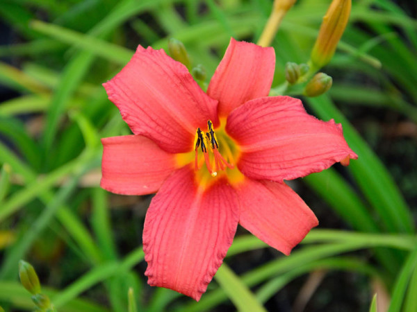 Hemerocallis Hybride &#039;Pink Damask&#039;, Taglilie