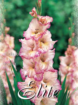 Großblumige Gladiole &#039;Priscilla&#039;, Gladiolus (Art.Nr. 521306)